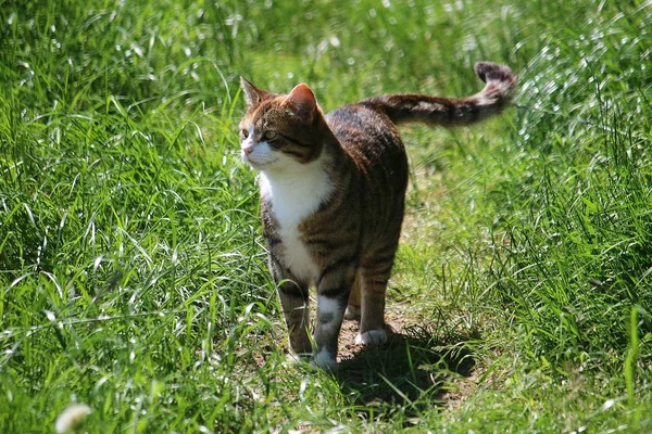 Güzel Küçük Kedi Bahçede Yürüyüş — Stok fotoğraf