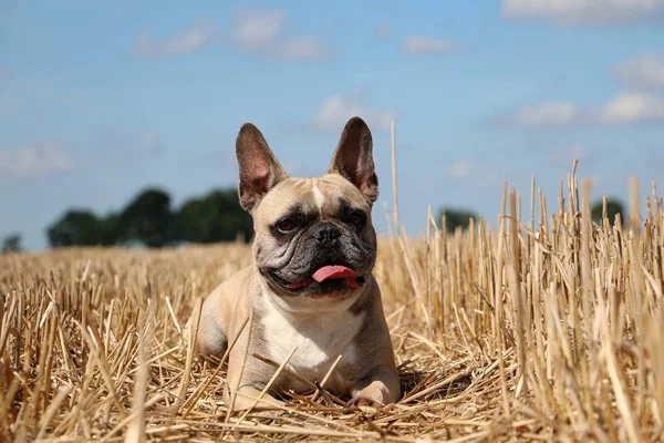 Bulldog Francés Está Acostado Campo Rastrojos — Foto de Stock