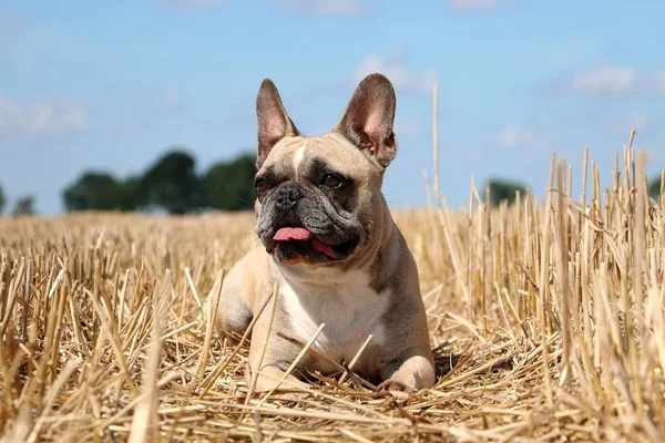 Französische Bulldogge Liegt Einem Stoppelfeld — Stockfoto