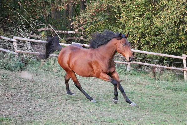 Bellissimo Cavallo Quarto Marrone Esecuzione Sul Paddock Sera — Foto Stock