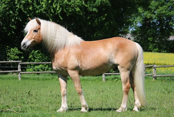 美しい Haflinger は太陽の下でフィールドに立っています — ストック写真