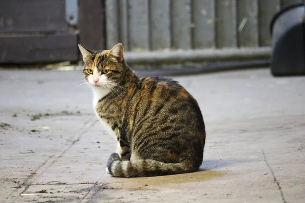 Bir Kedi Ahırda Oturuyor — Stok fotoğraf