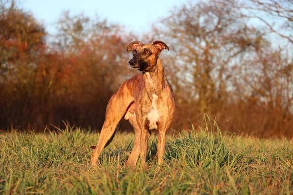 Hermoso Brindle Whippet Está Pie Campo Sol Otoño — Foto de Stock