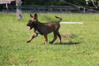 güzel malinois köpek bahçede yürüyüş