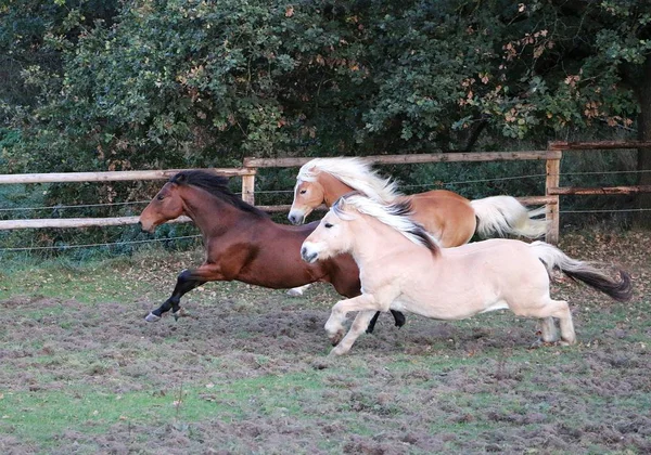 Tre Cavalli Diversi Corrono Insieme Sul Paddock — Foto Stock