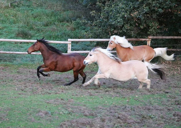 Drei Verschiedene Pferde Laufen Gemeinsam Auf Der Koppel — Stockfoto