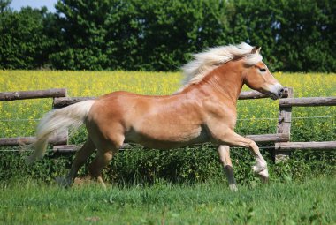 Güzel haflinger atı gün ışığında çayırda koşuyor.