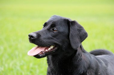 Bahçe içinde güzel siyah labrador baş portre