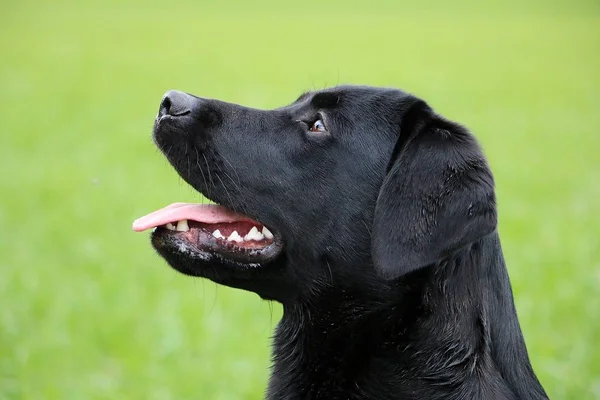 Mooie Zwarte Labrador Hoofd Portret Tuin — Stockfoto