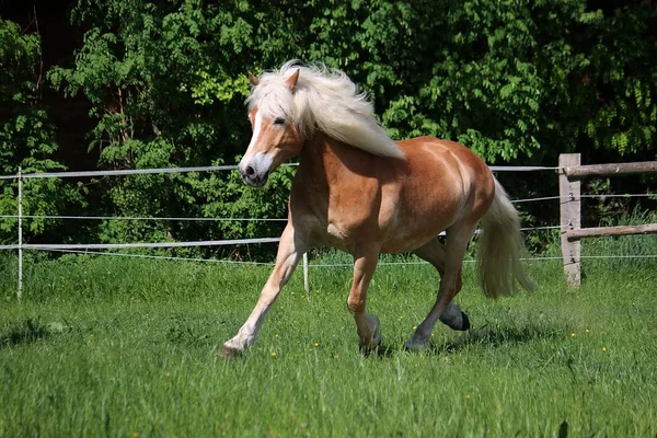 Schönes Haflinger Pferd Läuft Auf Der Koppel Der Sonne — Stockfoto