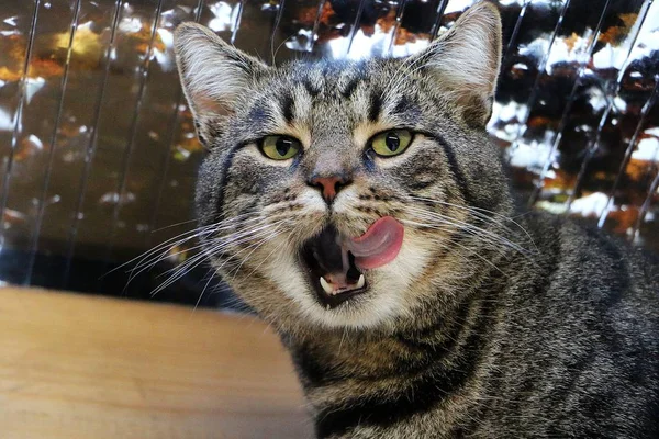 Schöne Katze Sitzt Gartenhaus Und Leckt Die Nase — Stockfoto