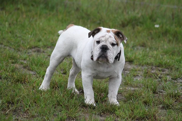 Yeşil Çimlerin Üzerinde Duran Sevimli Ngiliz Bulldog — Stok fotoğraf