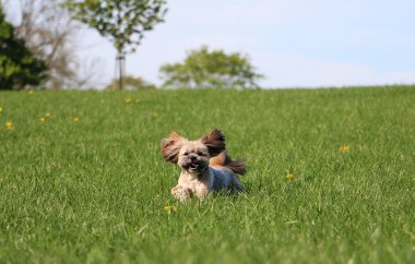 güzel küçük lhasa apso bahçede çalışıyor