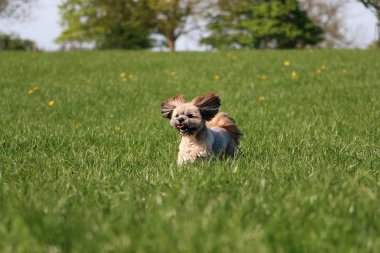 güzel küçük lhasa apso bahçede çalışıyor