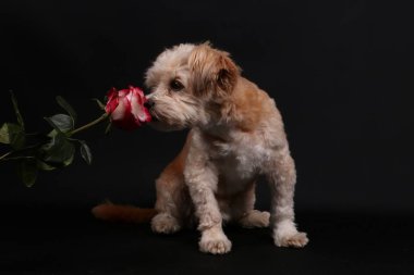 Köpek ve çiçekler. Siyah arkaplanda izole edilmiş resim.