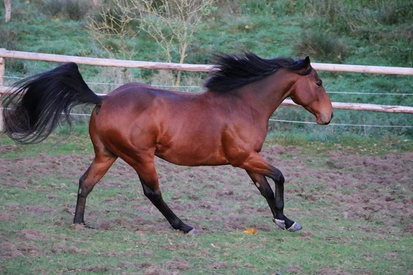 Bellissimo Cavallo Quarto Marrone Esecuzione Sul Paddock Sera — Foto Stock
