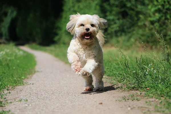 Piękny Lhasa Apso Jest Uruchomiona Mały Sposób Ogrodzie — Zdjęcie stockowe