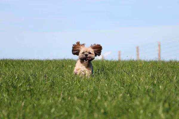 Piękne Małe Lhasa Apso Jest Uruchomiony Ogrodzie — Zdjęcie stockowe