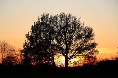 güzel ve romantc gündoğumu bir ağacın arkasında