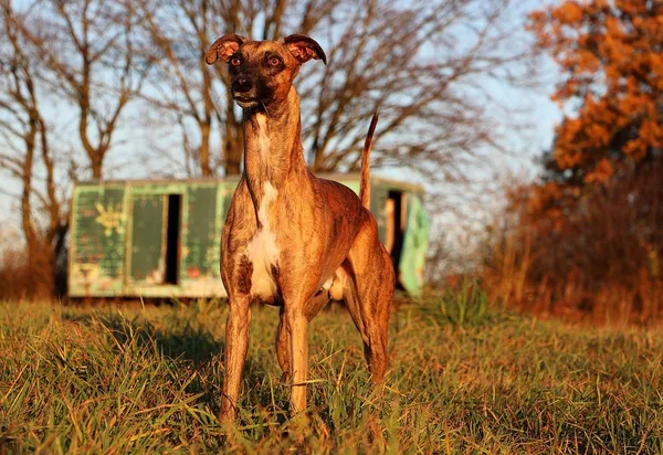 Chicote Belo Brindle Está Campo Frente Reboque Construção Colorido Velho — Fotografia de Stock