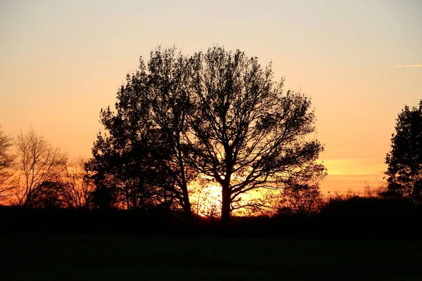 Schöner Und Romantischer Sonnenaufgang Hinter Einem Baum — Stockfoto