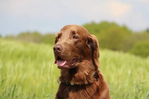 Belo Marrom Plana Revestido Retriever Cabeça Retrato Campo Milho — Fotografia de Stock