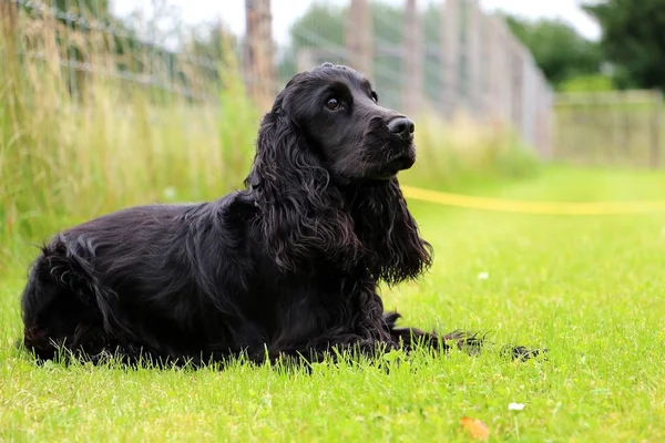 güzel siyah cocker spaniel bahçede yalan söylüyor