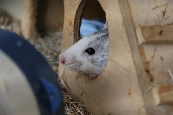 Pequeno Rato Bonito Lookig Fora Sua Casa Celeiro — Fotografia de Stock