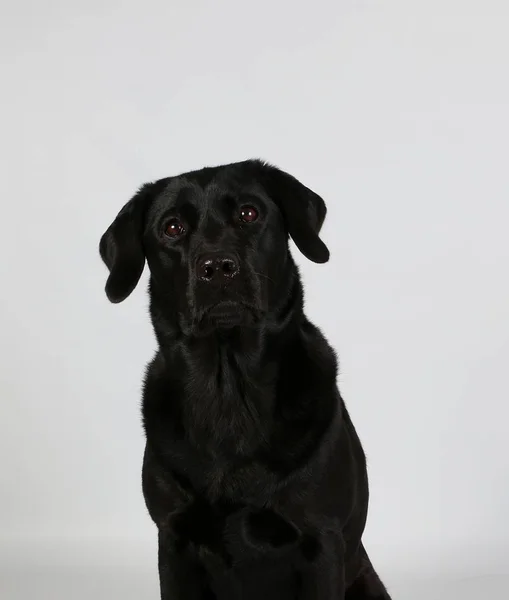 Schönes Schwarzes Labradorkopfporträt Weißen Studio — Stockfoto
