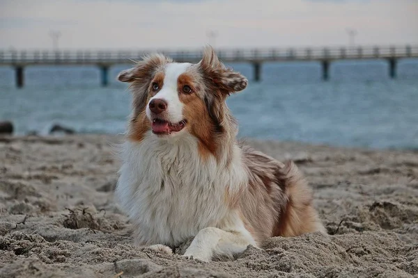 Vackra Australian Shepherd Liggande Sanden Stranden — Stockfoto