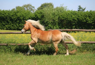 güzel haflinger at üzerinde bir padok güneş koşuyor