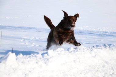 kahverengi düz boyalı av köpeği karda çalışıyor