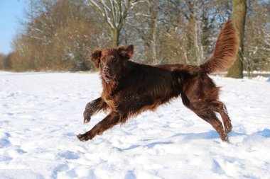 kahverengi düz boyalı av köpeği karda çalışıyor