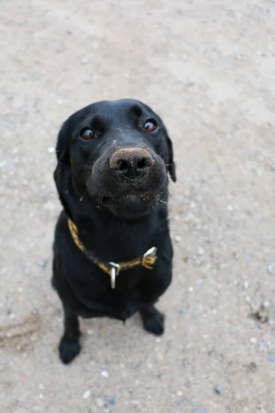 Engraçado Sujo Labrador Cabeça Retrato — Fotografia de Stock