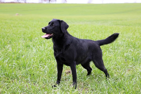 Mooie Zwarte Labrador Permanent Tuin — Stockfoto