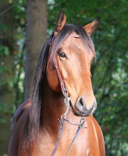 Belo Marrom Quarto Cavalo Cabeça Retrato Floresta Outono — Fotografia de Stock