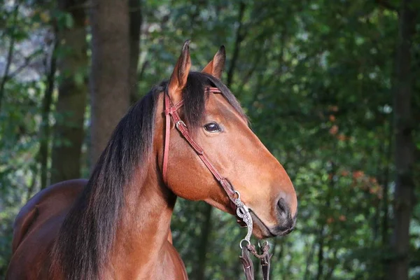 Krásné Hnědé Závodního Koně Hlavou Portrét Podzimním Lese — Stock fotografie