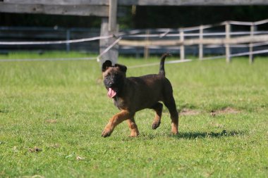 güzel malinois köpek bahçede yürüyüş