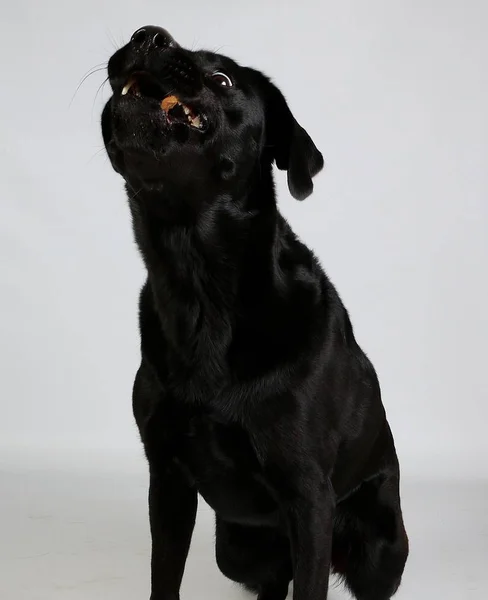Lustiger Schwarzer Labrador Sitzt Weißen Studio Und Kastriert Fliegendes Futter — Stockfoto