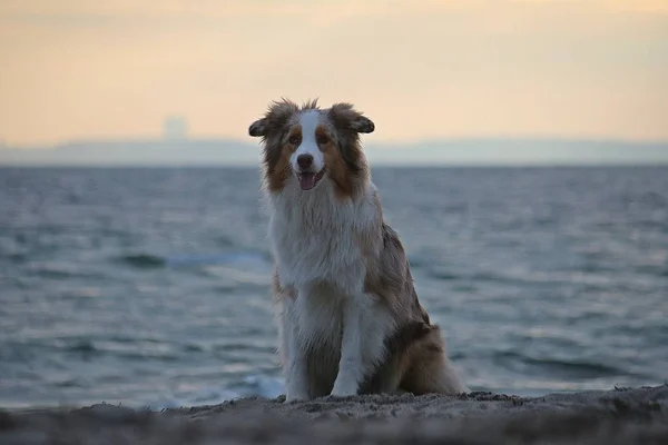 Vackra Australian Shepherd Sitter Sanden Stranden Tidigt Morgonen — Stockfoto