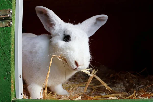 有趣的小黑和白兔在谷仓 — 图库照片