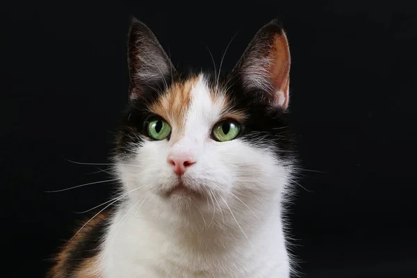 Krásná Tricolored Kočičí Hlavy Portrét Temné Studio — Stock fotografie