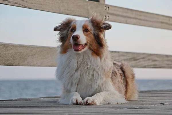 Schöner Australischer Schäferhund Liegt Morgens Auf Einer Holzbrücke Strand — Stockfoto