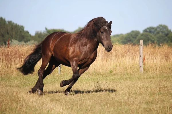 Hermoso Caballo Hielo Oscuro Ejecuta Paddock Sol — Foto de Stock