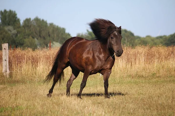 Gyönyörű Sötét Izlandi Fut Paddock Napsütésben — Stock Fotó