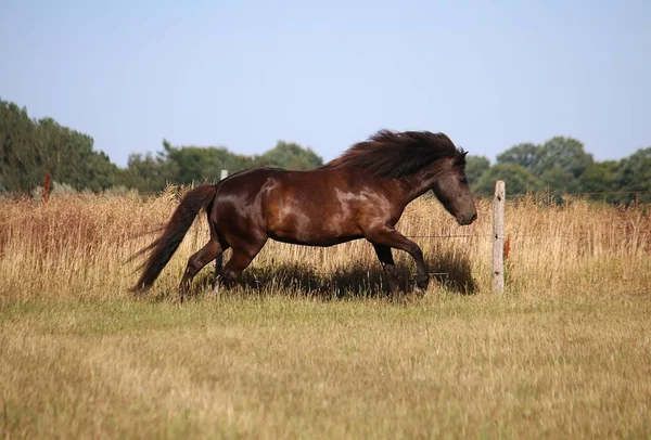 Hermoso Caballo Hielo Oscuro Ejecuta Paddock Sol — Foto de Stock