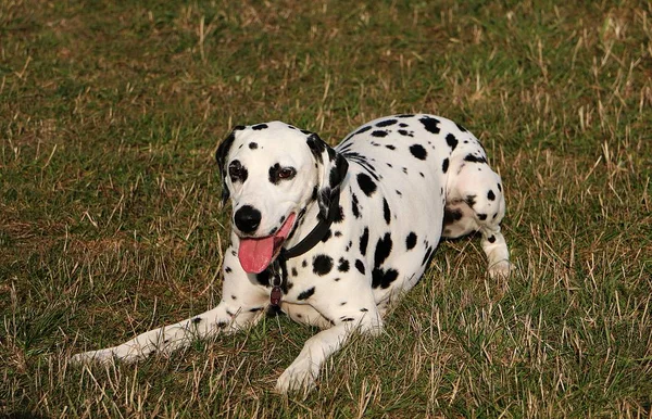 Engraçado Cão Dalmatian Está Deitado Jardim — Fotografia de Stock