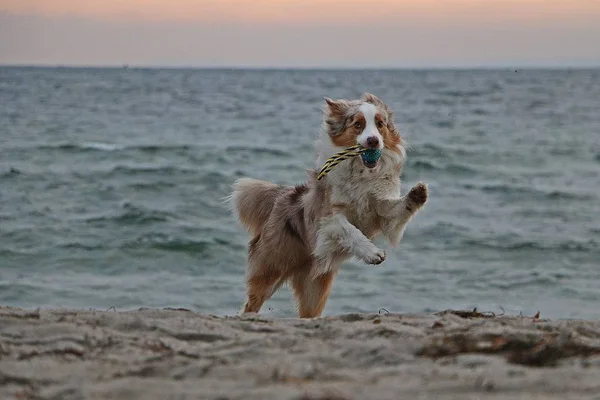 Beautiful Australian Shepherd Playin Beach Toy Mouth — Stock Photo, Image