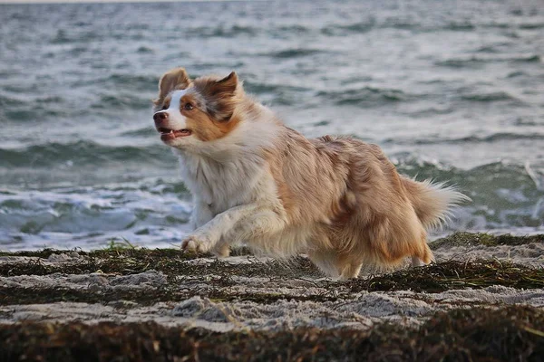 Vackra Australiska Herde Körs Stranden — Stockfoto