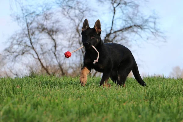 Engraçado Cachorro Pastor Alemão Preto Está Jogando Com Uma Bola — Fotografia de Stock